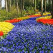 Keukenhof