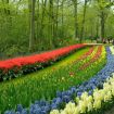 Keukenhof