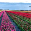 tulipánové polia